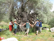 Tanz um uralten Olivenbaum